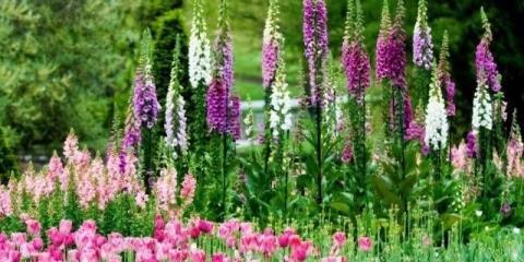 Salvia višegodišnja: opis, fotografija cvijeća, sjetva, njega